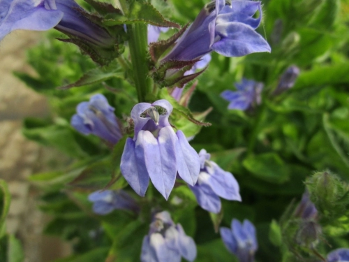 Lobelia siphilitica - blaue Lobelie